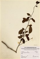 藏品(紅粉撲)的圖片